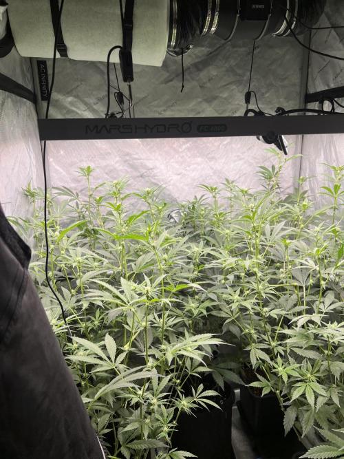 Chocolate Waffelz - Paradise Seeds. Week 4 - 10.02. F22