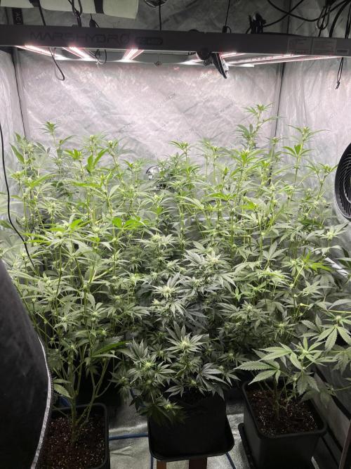 Chocolate Waffelz - Paradise Seeds. Week 4 - 10.02. F22