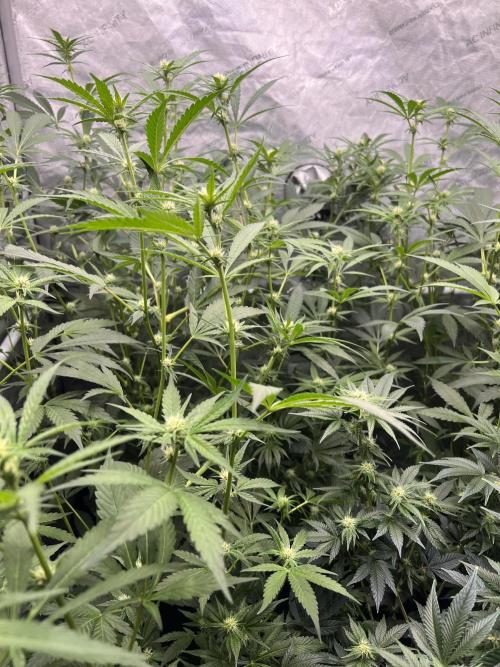 Chocolate Waffelz - Paradise Seeds. Week 4 - 10.02. F22