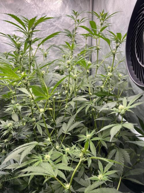 Chocolate Waffelz - Paradise Seeds. Week 4 - 10.02. F22