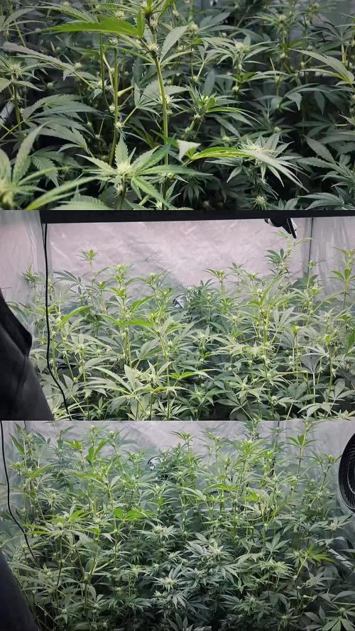 Chocolate Waffelz - Paradise Seeds