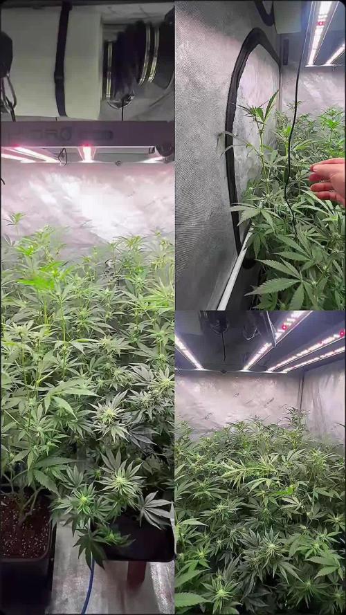 Chocolate Waffelz - Paradise Seeds