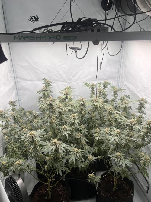 Blueberry Zkunk - Grounded Genetics. Week 11 - 15.02. F44