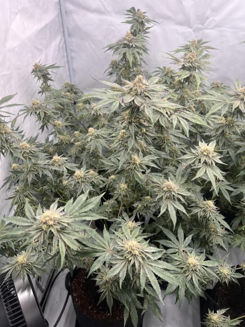 Blueberry Zkunk - Grounded Genetics. Week 11 - 15.02. F44