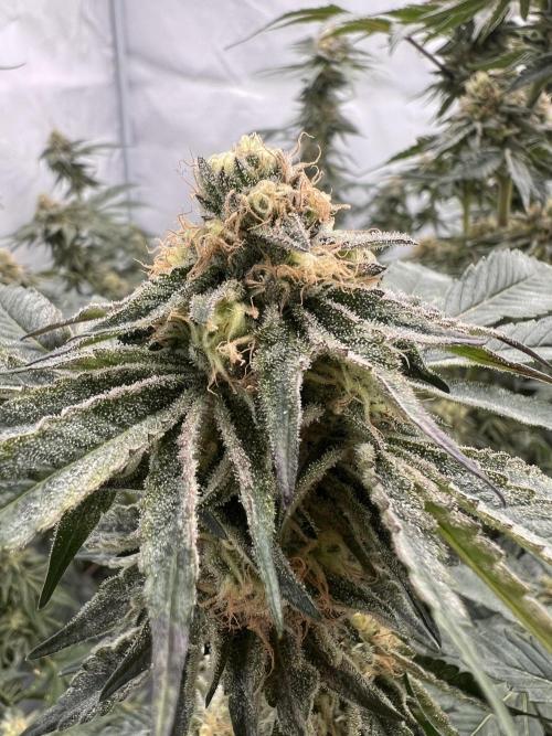 Blueberry Zkunk - Grounded Genetics. Week 11 - 15.02. F44