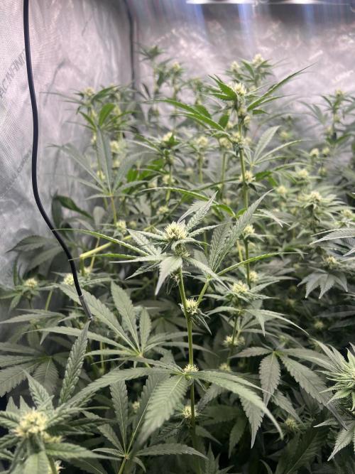 Chocolate Waffelz - Paradise Seeds. Week 4 - 16.02. F28