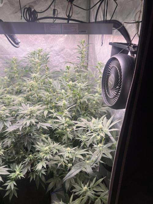 Chocolate Waffelz - Paradise Seeds. Week 4 - 16.02. F28