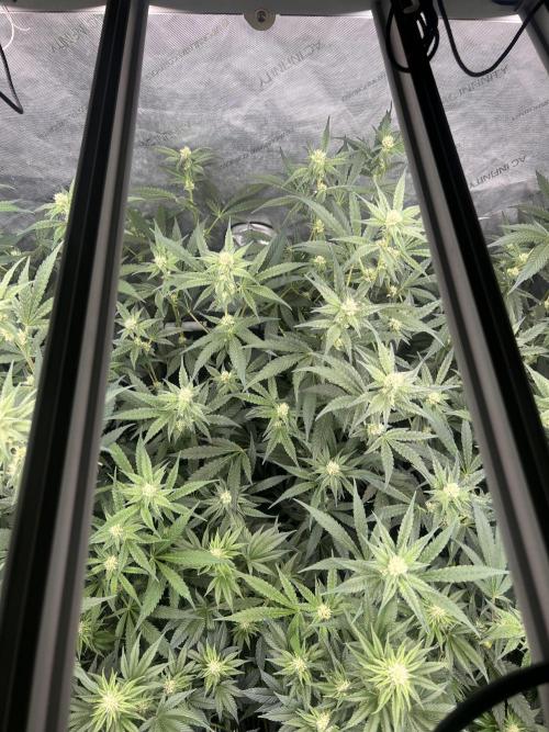 Chocolate Waffelz - Paradise Seeds. Week 4 - 16.02. F28