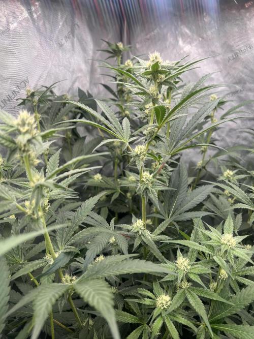 Chocolate Waffelz - Paradise Seeds. Week 4 - 16.02. F28