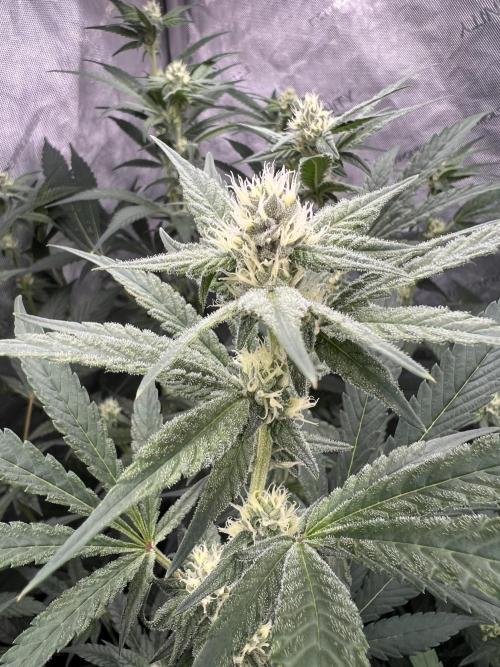 Chocolate Waffelz - Paradise Seeds. Week 4 - 16.02. F28