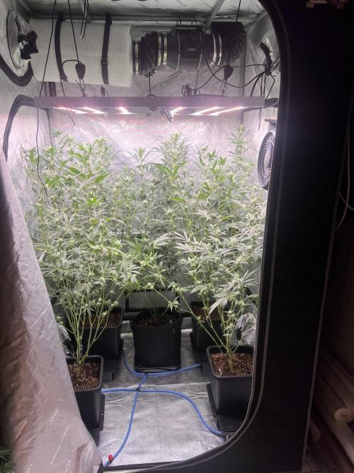 Chocolate Waffelz - Paradise Seeds. Week 5 - 18.02. F30