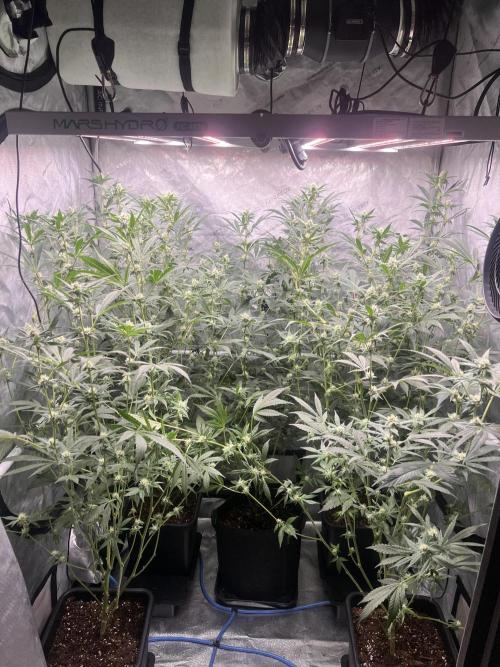 Chocolate Waffelz - Paradise Seeds. Week 5 - 18.02. F30