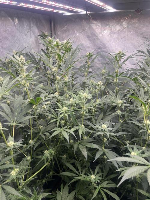 Chocolate Waffelz - Paradise Seeds. Week 5 - 18.02. F30