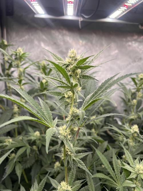 Chocolate Waffelz - Paradise Seeds. Week 5 - 18.02. F30