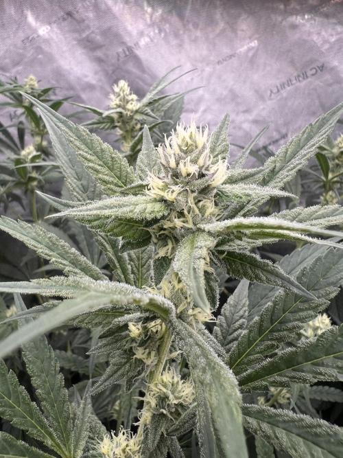 Chocolate Waffelz - Paradise Seeds. Week 5 - 18.02. F30