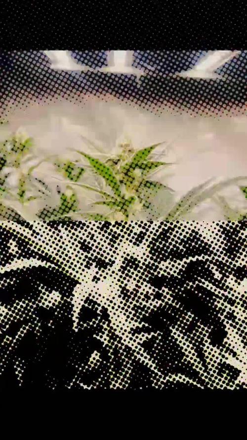 Chocolate Waffelz - Paradise Seeds