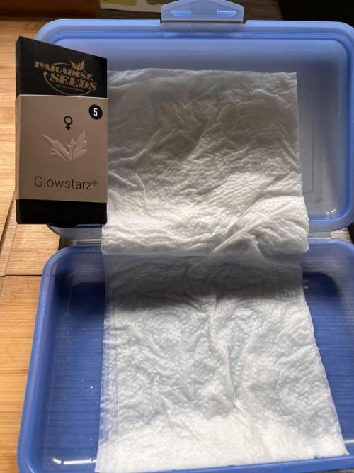 Glowstarz- Paradise Seeds. Week 0