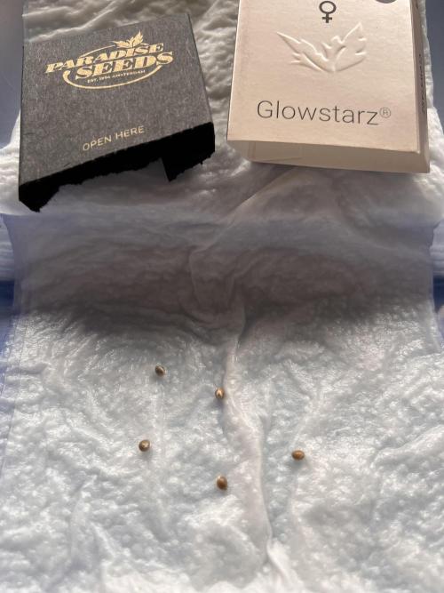 Glowstarz- Paradise Seeds. Week 0