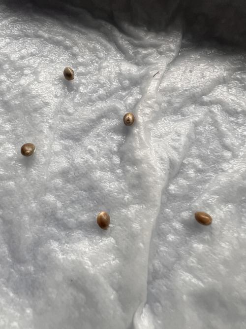 Glowstarz- Paradise Seeds. Week 0