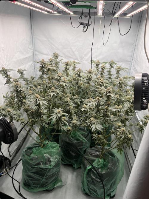 Blueberry Zkunk - Grounded Genetics. Week 11 - 16.02. F45