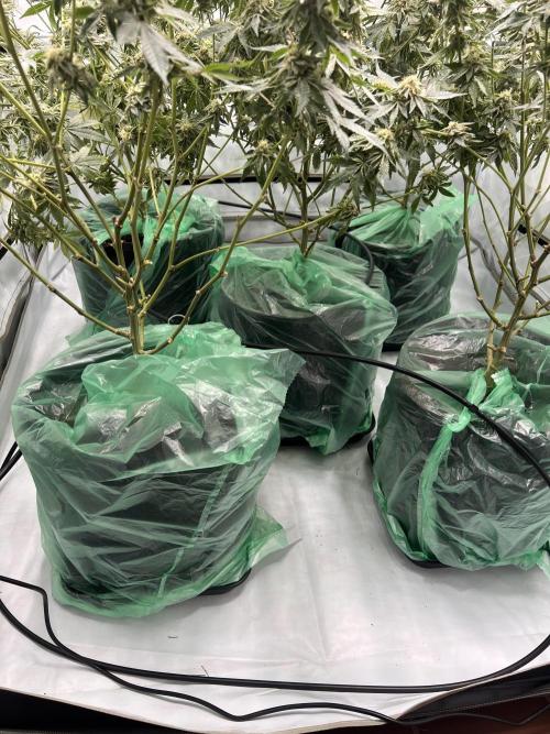 Blueberry Zkunk - Grounded Genetics. Week 11 - 16.02. F45