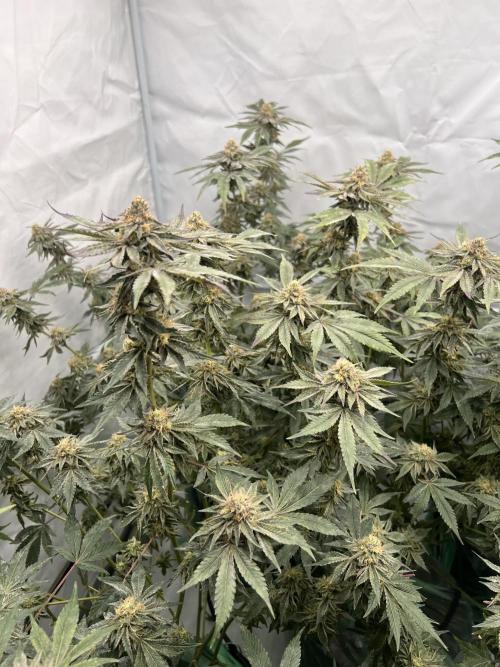 Blueberry Zkunk - Grounded Genetics. Week 11 - 16.02. F45