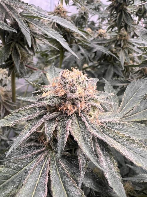 Blueberry Zkunk - Grounded Genetics. Week 11 - 16.02. F45