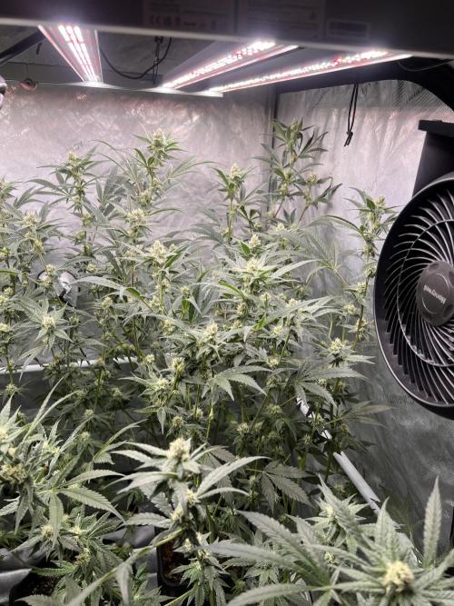 Chocolate Waffelz - Paradise Seeds. Week 5 - 21.02. F33