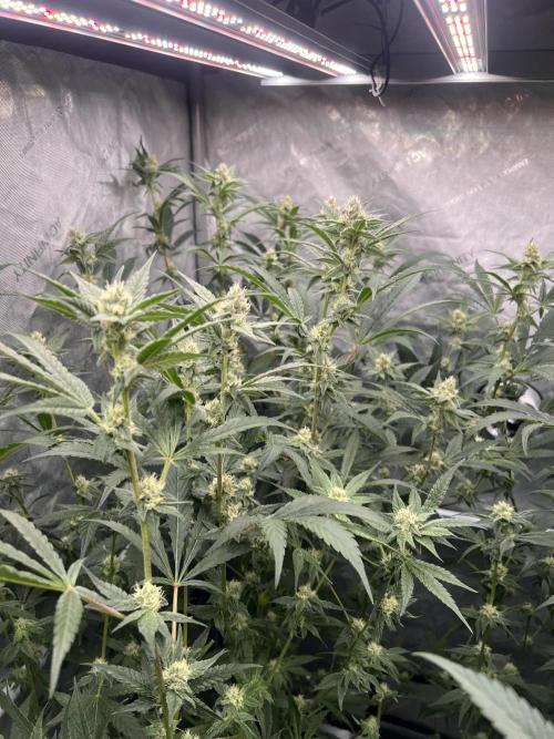 Chocolate Waffelz - Paradise Seeds. Week 5 - 21.02. F33