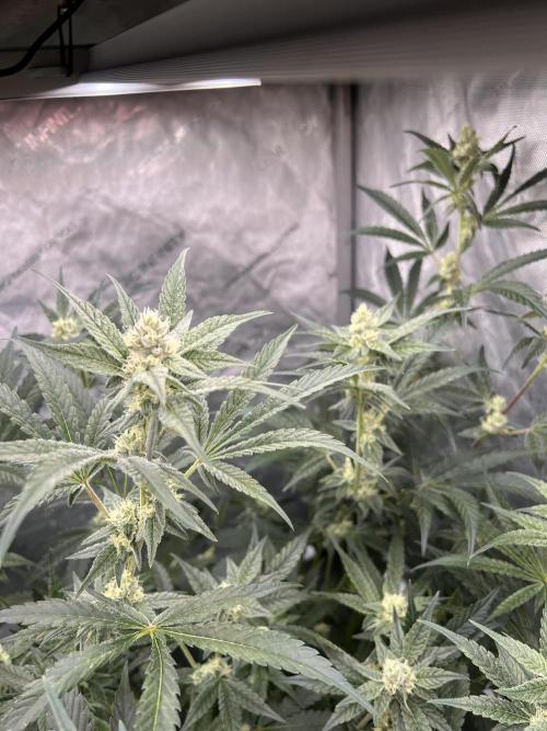 Chocolate Waffelz - Paradise Seeds. Week 5 - 21.02. F33