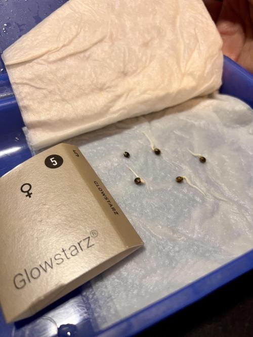 Glowstarz - Paradise Seeds. Week 0 - 22.02.