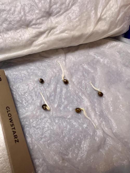 Glowstarz - Paradise Seeds. Week 0 - 22.02.