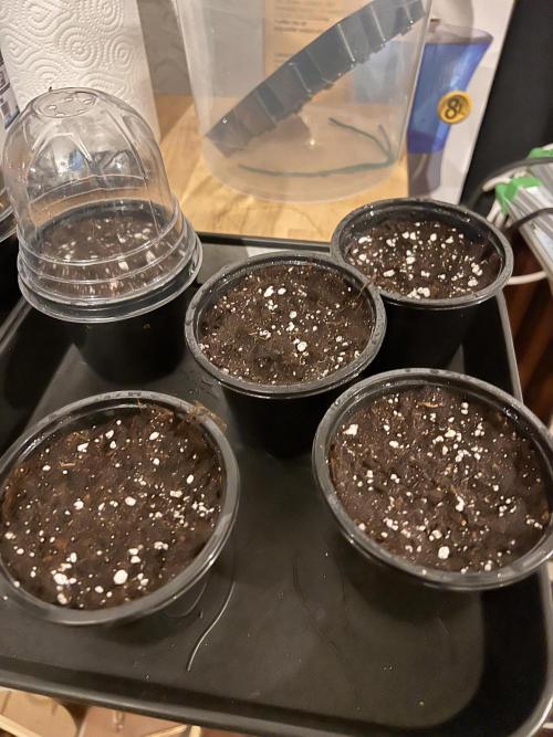 Glowstarz - Paradise Seeds. Week 0 - 22.02.