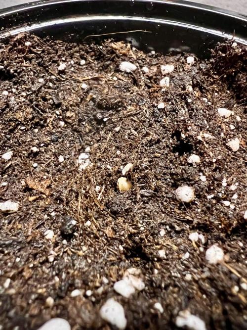 Glowstarz - Paradise Seeds. Week 0 - 22.02.