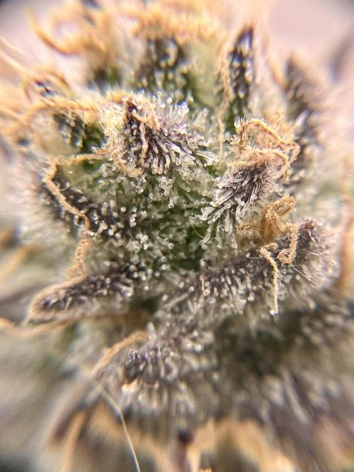 Blueberry Zkunk - Grounded Genetics. Week 12 - 23.02. F52