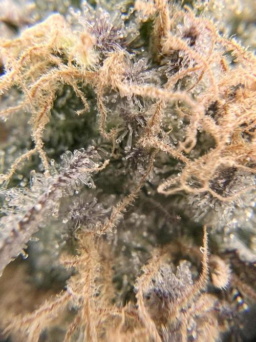 Blueberry Zkunk - Grounded Genetics. Week 12 - 23.02. F52