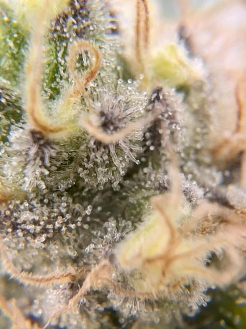 Blueberry Zkunk - Grounded Genetics. Week 12 - 23.02. F52