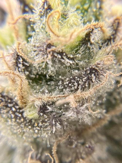 Blueberry Zkunk - Grounded Genetics. Week 12 - 23.02. F52