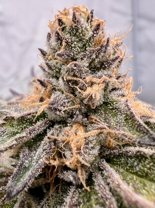 Blueberry Zkunk - Grounded Genetics. Week 12 - 23.02. F52