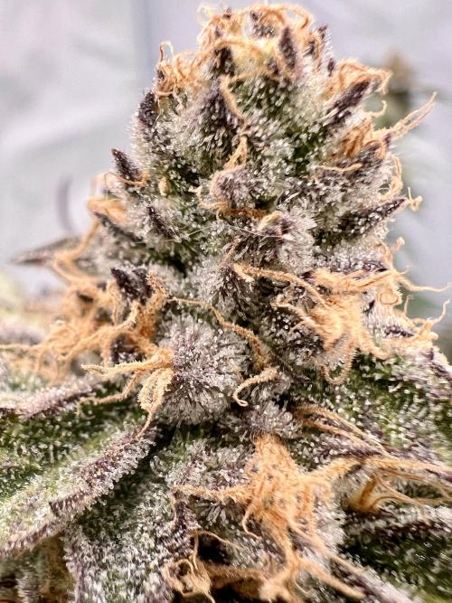 Blueberry Zkunk - Grounded Genetics. Week 12 - 23.02. F52