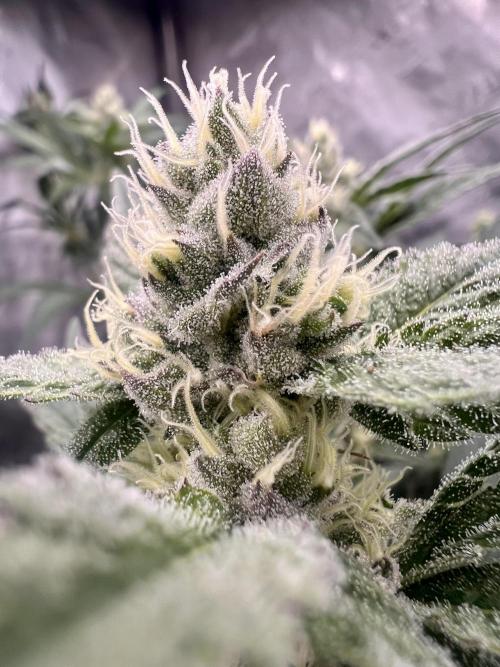 Chocolate Wafflez. Week 5