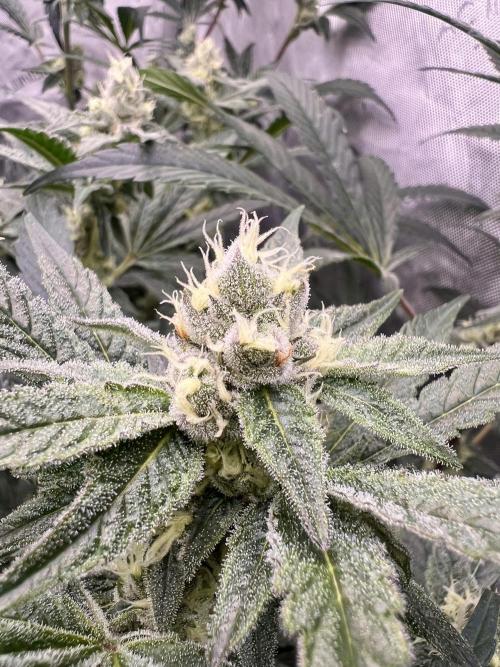 Chocolate Waffelz - Paradise Seeds. Week 6 - 25.02. F 37