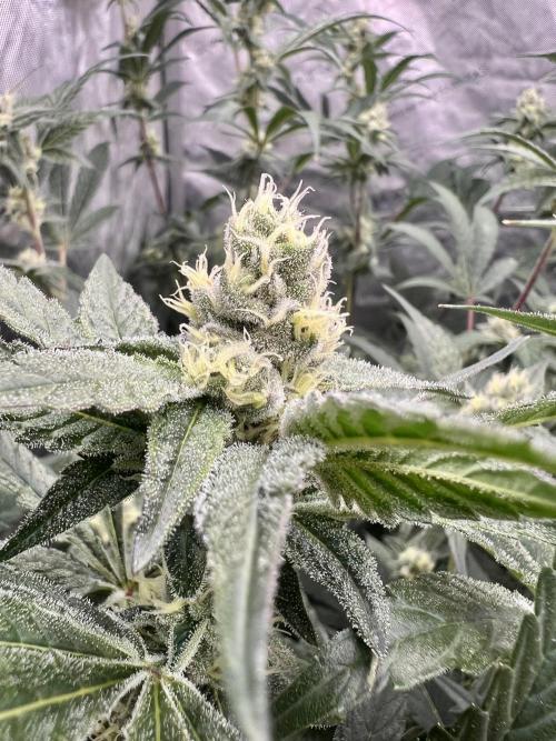 Chocolate Waffelz - Paradise Seeds. Week 6 - 25.02. F 37