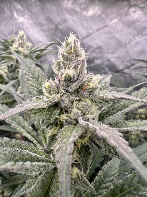 Chocolate Waffelz - Paradise Seeds. Week 6 - 25.02. F 37