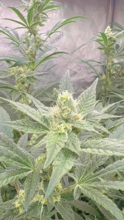 Chocolate Waffelz - Paradise Seeds