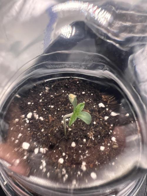 Glowstarz - Paradise Seeds. Week 0 - 25.02.