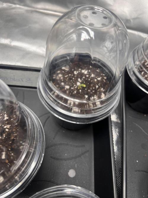 Glowstarz - Paradise Seeds. Week 0 - 25.02.