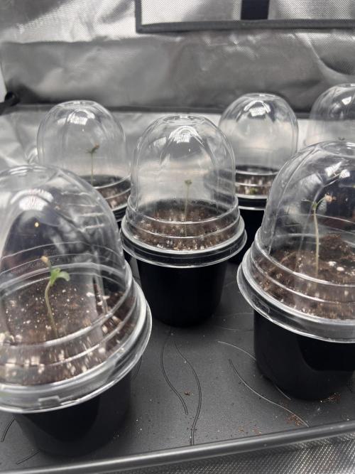 Glowstarz - Paradise Seeds. Week 0 - 25.02.
