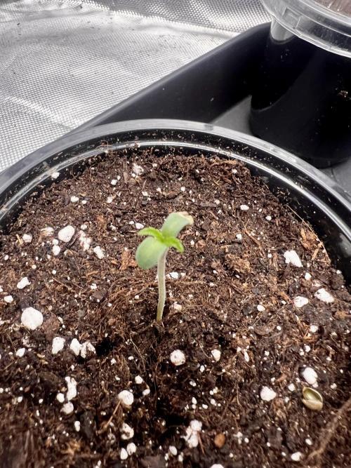 Glowstarz - Paradise Seeds. Week 0 - 24.02.