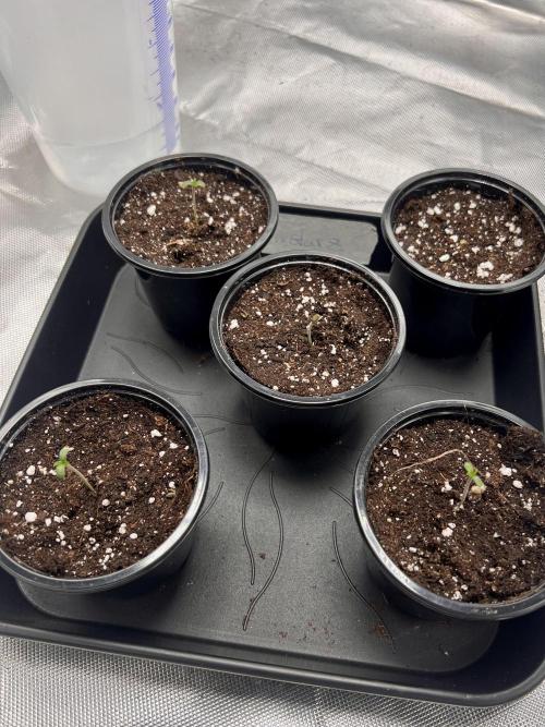 Glowstarz - Paradise Seeds. Week 0 - 24.02.
